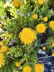 Senecio tricuspidatus