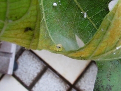 Thyene coccineovittata