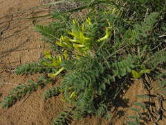 Astragalus longipetalus