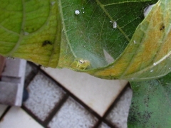 Thyene coccineovittata