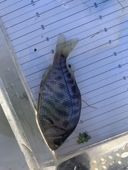 Hysterocarpus traskii