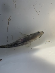 Hysterocarpus traskii