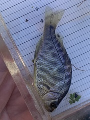 Hysterocarpus traskii