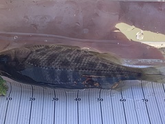 Hysterocarpus traskii