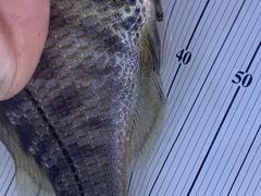 Hysterocarpus traskii