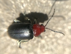 Cacoscelis nigripennis