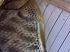 Hysterocarpus traskii