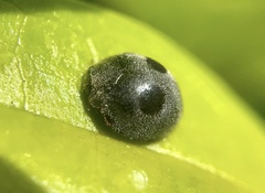 Azya luteipes