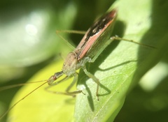 Zelus renardii