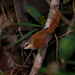 Ochre-cheeked Spinetail - Photo (c) Cláudio Dias Timm, some rights reserved (CC BY-NC-SA)