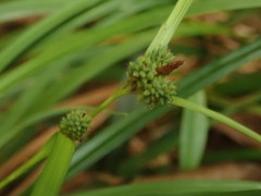 Carex maculata