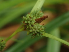 Carex maculata