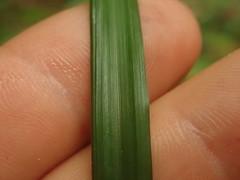 Carex maculata