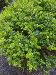 Buxus microphylla