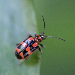 Neolema aulica