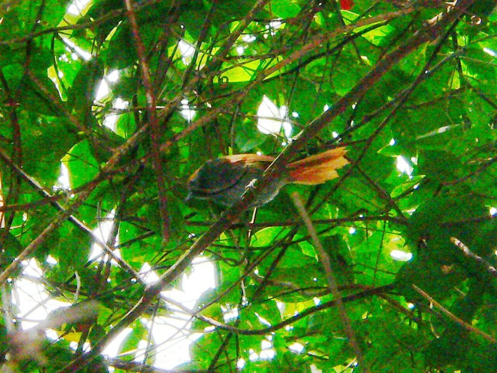 Bahia Spinetail photo