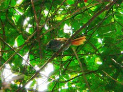 Bahia Spinetail photo 1