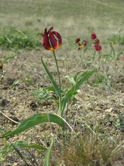 Tulipa suaveolens