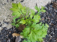 Artemisia vulgaris