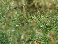 Asparagus verticillatus
