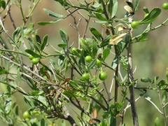 Nitraria schoberi