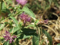 Centaurea iberica