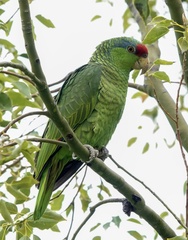 Amazona finschi × viridigenalis