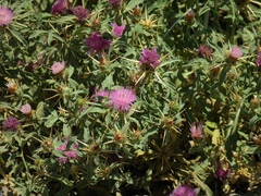 Centaurea iberica