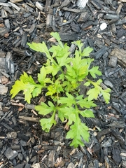 Artemisia vulgaris