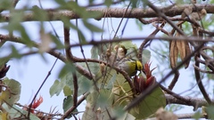Setophaga townsendi × occidentalis