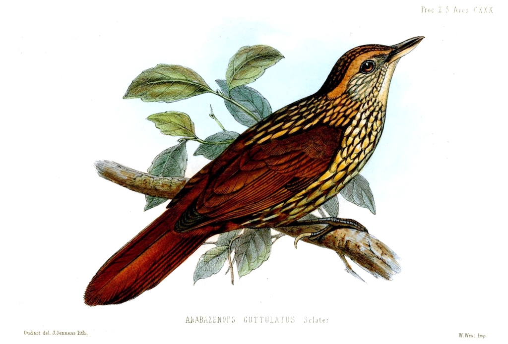 Guttulate Foliage-gleaner photo