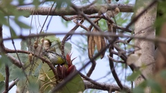 Setophaga townsendi × occidentalis