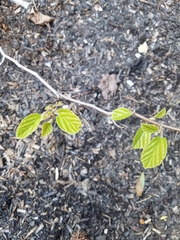 Viburnum sieboldii