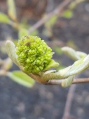 Viburnum sieboldii