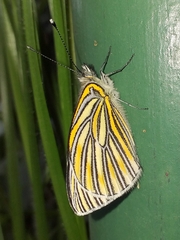 Tatochila xanthodice