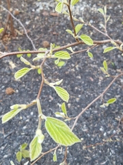 Viburnum sieboldii