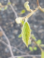 Viburnum sieboldii