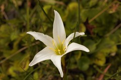 Zephyranthes simpsonii