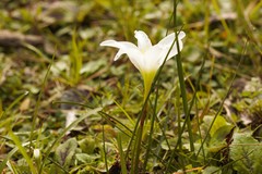 Zephyranthes simpsonii