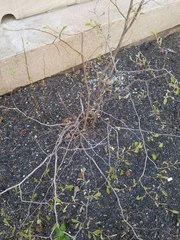 Viburnum sieboldii