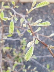 Viburnum sieboldii