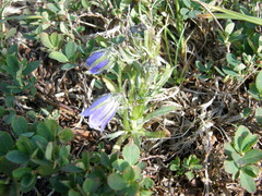 Campanula alpina