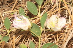 Capparis sicula