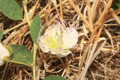 Capparis sicula