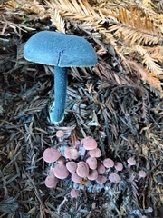 Entoloma subcarneum