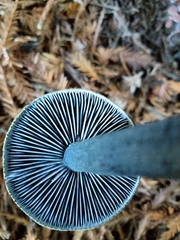 Entoloma subcarneum