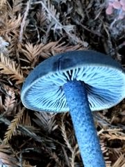 Entoloma subcarneum