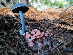 Entoloma subcarneum
