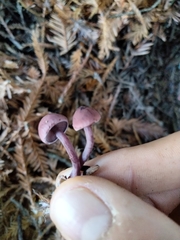 Entoloma subcarneum
