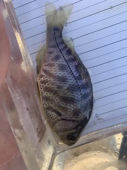 Hysterocarpus traskii